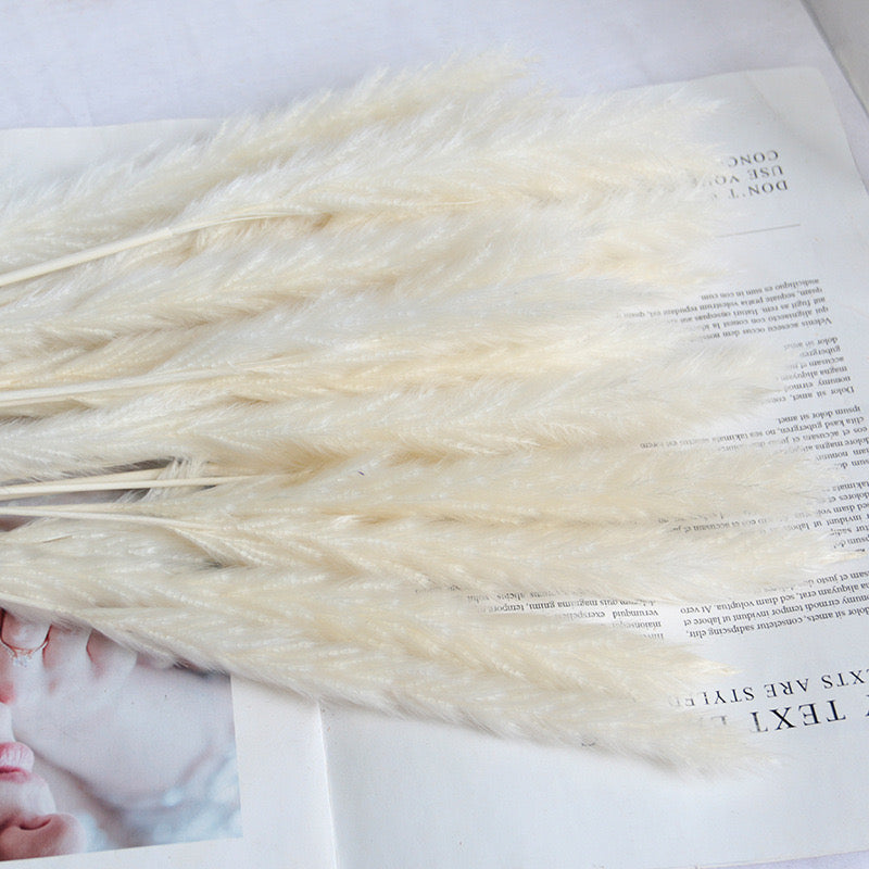 50-75cm Pampas Grass