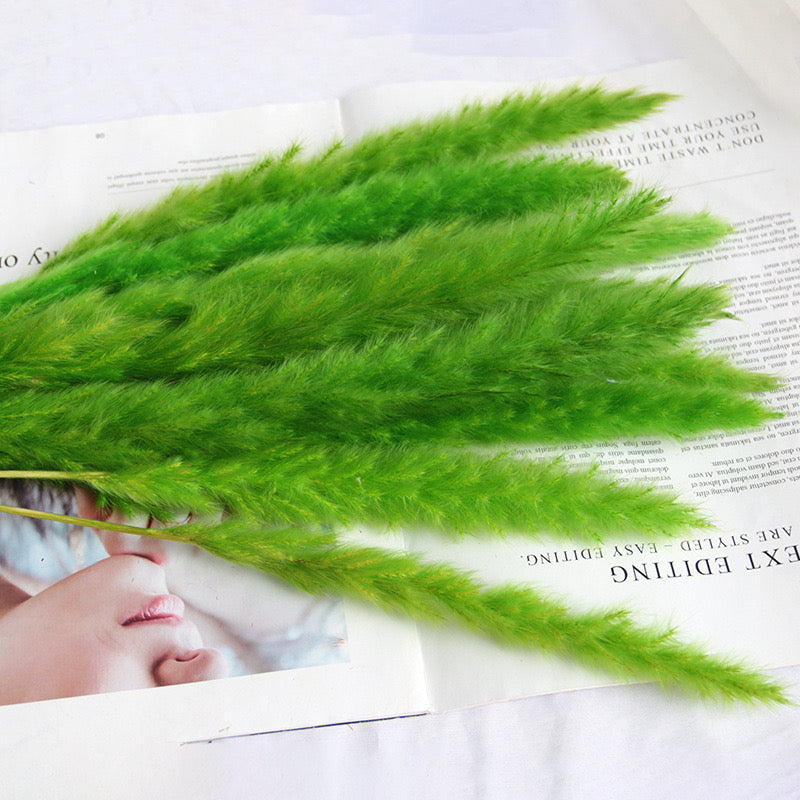 50-75cm Pampas Grass