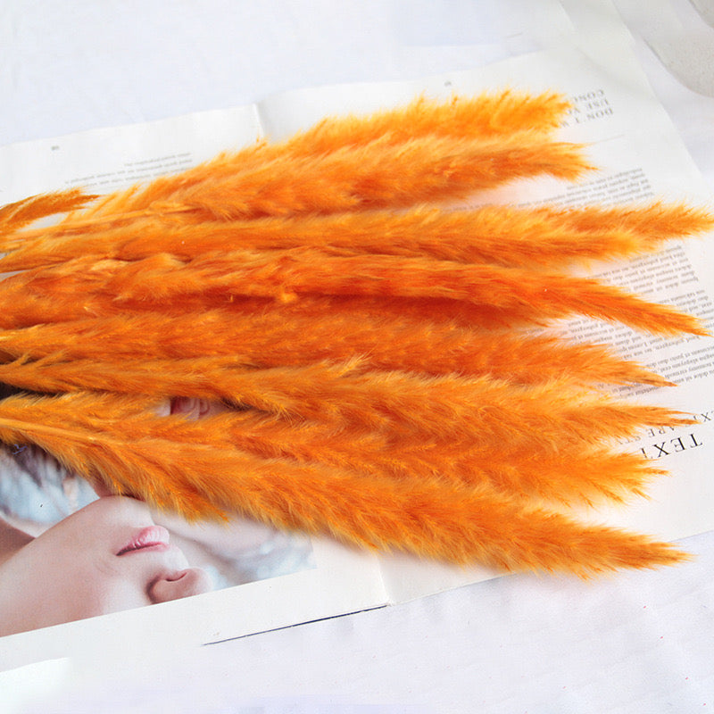 50-75cm Pampas Grass