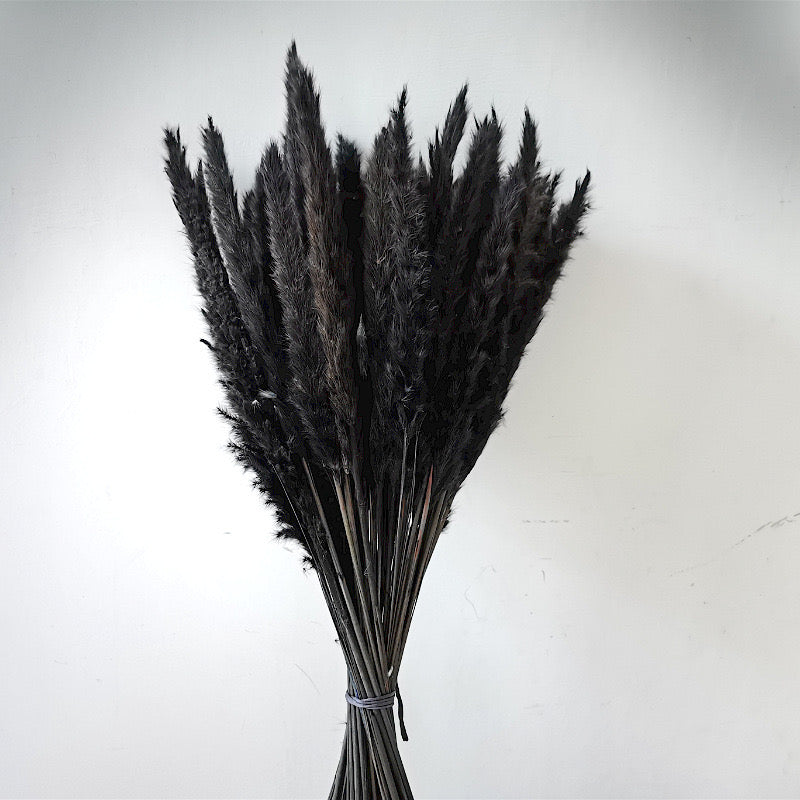 50-75cm Pampas Grass