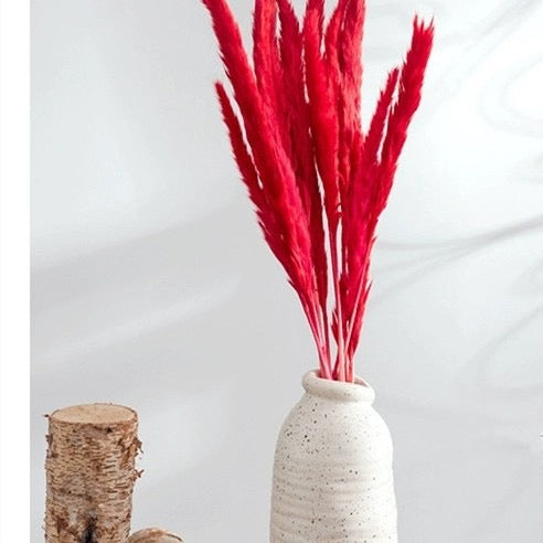 50-75cm Pampas Grass